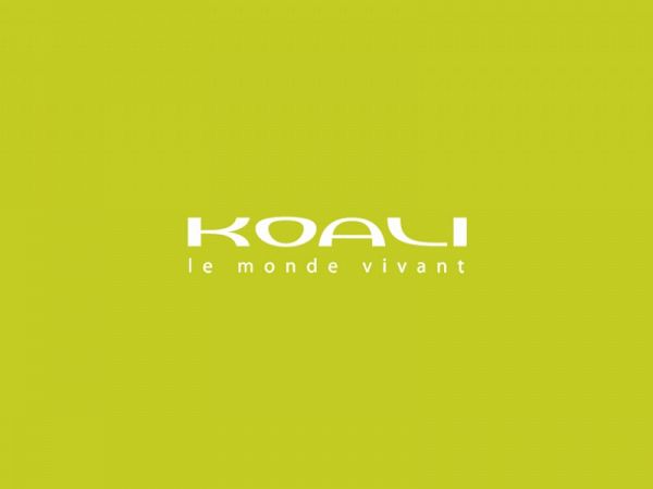koali-logo-i-800×600